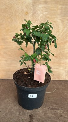 Lot 1078 - Patio Abutilon