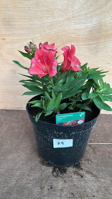 Lot 1079 - Alstromeria Valetta