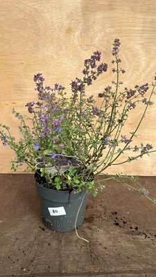 Lot 1080 - Nepeta Kit Kat