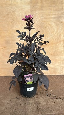 Lot 1081 - Dahlia - happy days pink