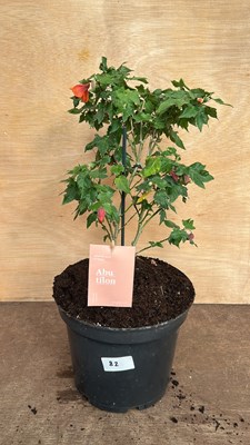 Lot 1082 - patio Abutilon