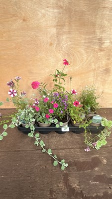 Lot 1083 - mixed tray of 10 basket plants