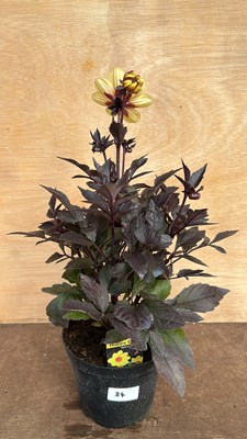 Lot 1084 - Dahlia Happy Days yellow