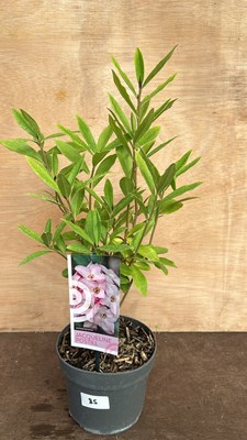 Lot 1085 - Scented Daphne - Jacqueline Postill