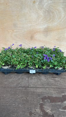 Lot 1086 - tray of 10 Campanula