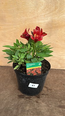 Lot 1087 - Alstromeria Doba