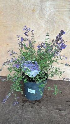 Lot 1088 - Nepeta Kit Kat