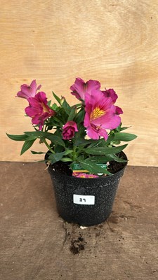 Lot 1089 - Alstromeria Sunstar