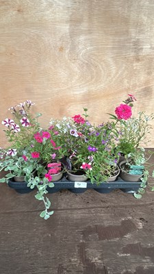 Lot 1090 - mixed tray of 10 basket plants