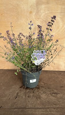 Lot 1091 - Nepeta Kit Kat