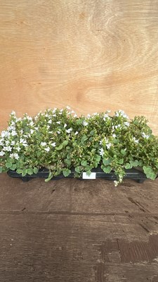 Lot 1092 - tray of 10 Campanula