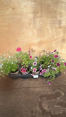 Lot 1093 - tray of mixed tray of 10 basket plants