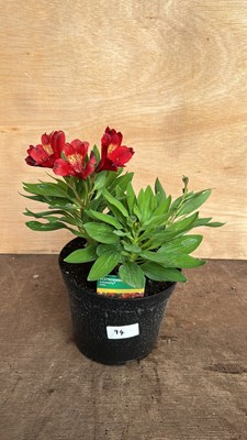 Lot 1094 - Alstromeria Doba