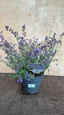 Lot 1095 - nepeta Kit Kat