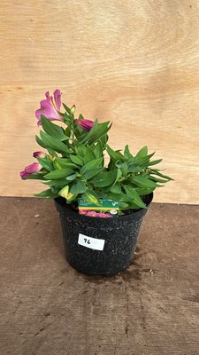 Lot 1096 - Alstromeria Sunstar