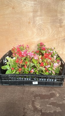 Lot 1097 - Crate of 4 - 6 packs begonias