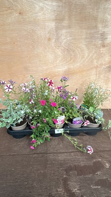 Lot 1098 - tray of 10 mixed basket plants