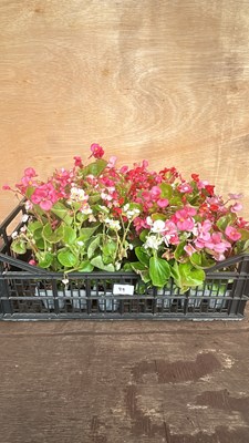 Lot 1099 - Crate of 4 - 6 pack begonias