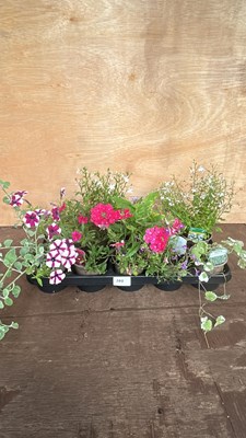 Lot 1100 - tray of 10 mixed basket plants