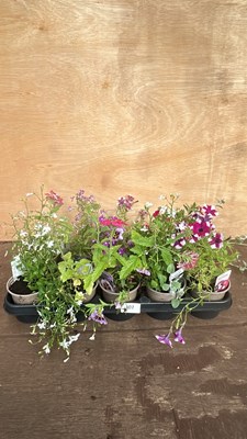 Lot 1101 - tray of 10 mixed basket plants