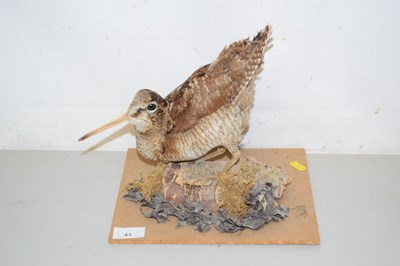 Lot 43 - A taxidermy Woodcock on log
