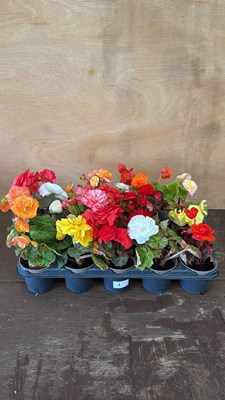 Lot 1001 - Tray of 15 mixed nonstop Begonias