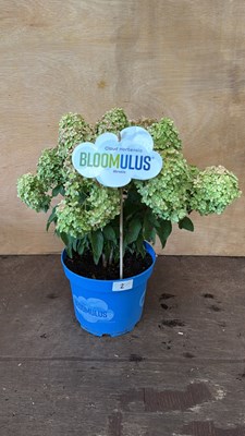 Lot 1002 - Hydrangea