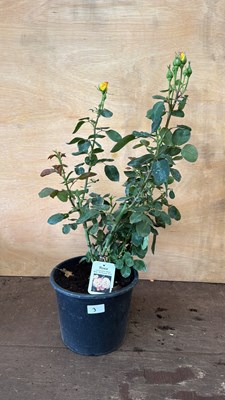 Lot 1003 - Lincolnshire Yellow Belly - Floribunda Rose