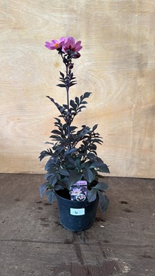 Lot 1004 - Dahlia - Happy days pink