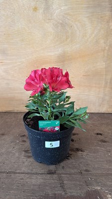 Lot 1005 - Alstroemeria - Valetta