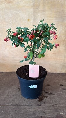 Lot 1006 - Patio Abutilon