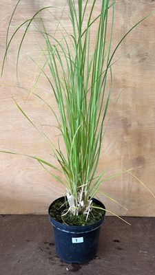 Lot 1007 - Pampas grass