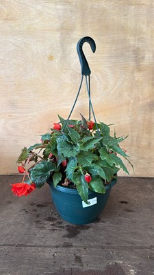 Lot 1008 - Orange Begonia Hanging pot