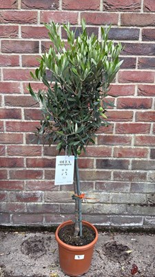 Lot 1009 - Standard Olive Tree