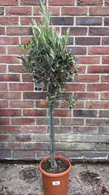 Lot 1010 - Standard Olive tree