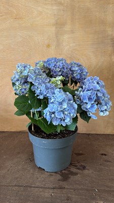 Lot 1011 - Blue Hydrangea