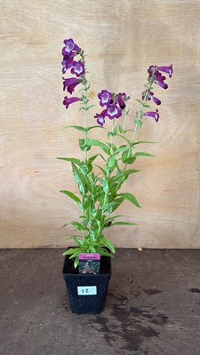 Lot 1012 - Penstemon - Partybells Violet