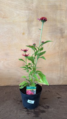 Lot 1014 - Echinacea - Orange Pipes