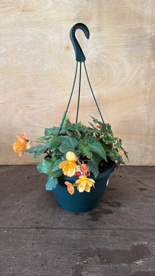 Lot 1015 - Apricot Begonia hanging pot