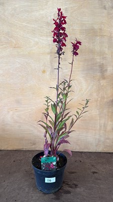 Lot 1016 - Hardy Lobelia - Fanship Burgundy