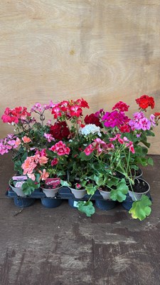 Lot 1017 - Tray of 15 mixed Geraniums