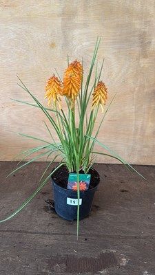 Lot 1018 - Red hot Poker - Orange
