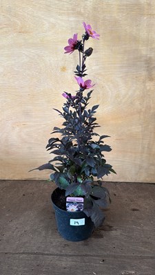 Lot 1019 - Dahlia - Happy days Pink