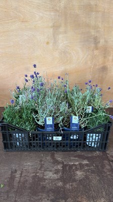 Lot 1020 - Crate of Old English Lavender