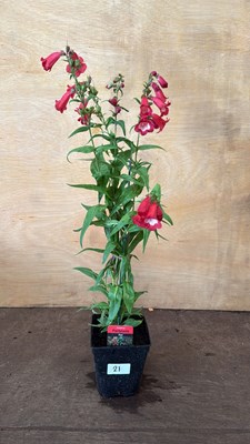 Lot 1021 - Penstemon - Partybells Red