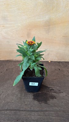 Lot 1022 - Arizona Sun