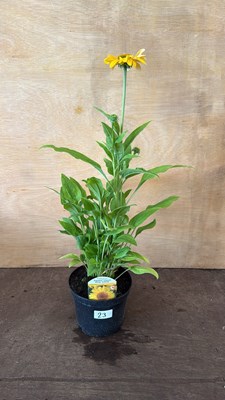 Lot 1023 - Echinacea - Deep Yellow