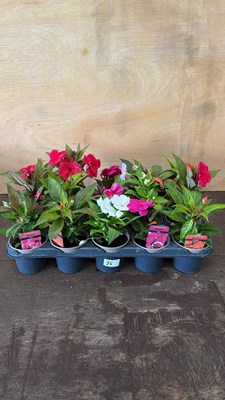 Lot 1025 - Tray of 15 mixed New Guineas
