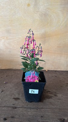 Lot 1026 - New Zealand Fuchsia