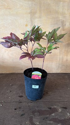 Lot 1027 - Peony - Karl Rosenfield